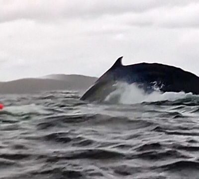 Humpback whale swallows, then releases, kayaker in Chilean Patagonia