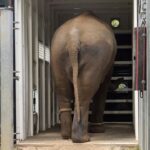 Elephant herd relocated to new 21-hectare enclosure at Werribee Zoo