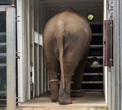 Elephant herd relocated to new 21-hectare enclosure at Werribee Zoo