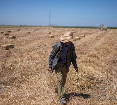 Consecutive droughts Impact Morocco’s livestock, reports Minister of Agriculture