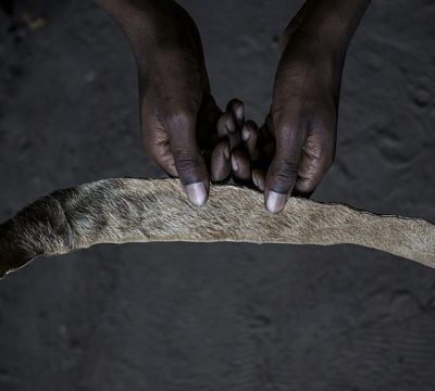 Mystical beliefs are fueling Senegal’s illegal big cat trade