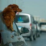 Cairo dog cafe offers space for owners and pets to hang out together