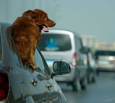 Cairo dog cafe offers space for owners and pets to hang out together