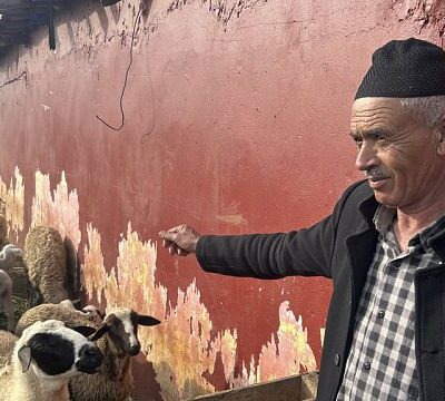 Amid drought, King urges Moroccans not to kill sheep for Eid al-Adha