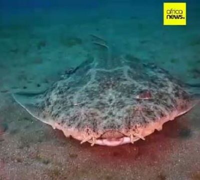 New discoveries: Ocean census project reveals over 800 new species of ocean life