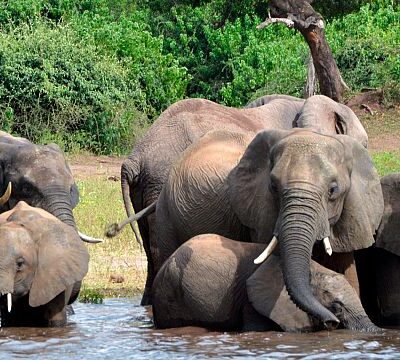 Malawi-Zambia communities threaten legal action over elephant relocation