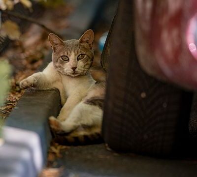 How older cats enjoy retirement in South Africa