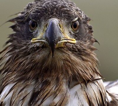 South African orphanage rehabilitates injured predator birds