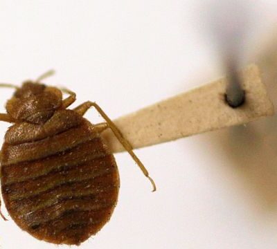 Harare City Council says bedbug infestation confined to only one locality