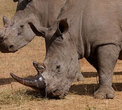 Poachers kill more than 100 rhinos in South Africa
