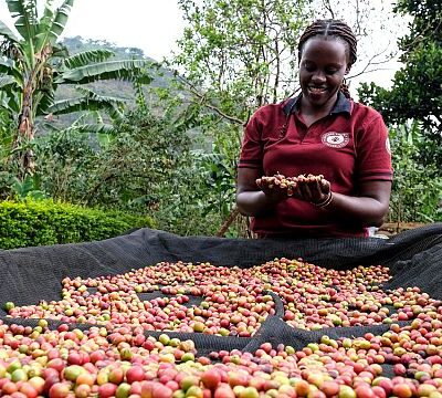 How Ugandan women are taking control of the coffee business