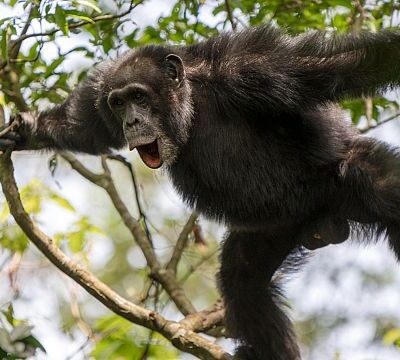 Chimpanzee Beats Reveal Rhythmic Roots of Human Communication, New Study Finds