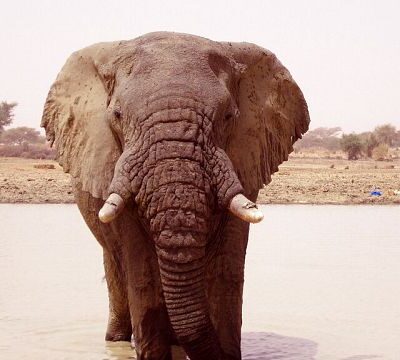 Elephant spotted in Senegalese park gives hope to conservationists