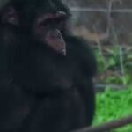 Sierra Leone: popular chimpanzee sanctuary under threat from encroachment