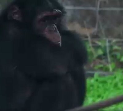 Sierra Leone: popular chimpanzee sanctuary under threat from encroachment