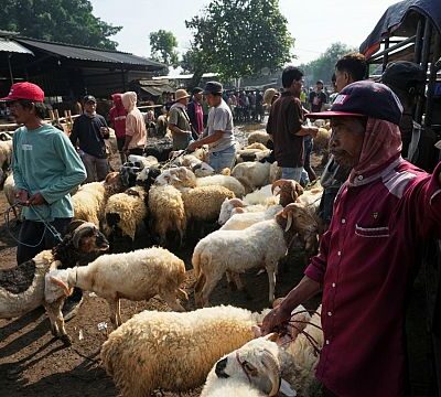 Sheep markets struggle in Niger ahead of Eid al-Adha amid insecurity and economic strain