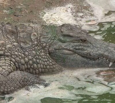 In this Moroccan crocodile park, children learn about the environment