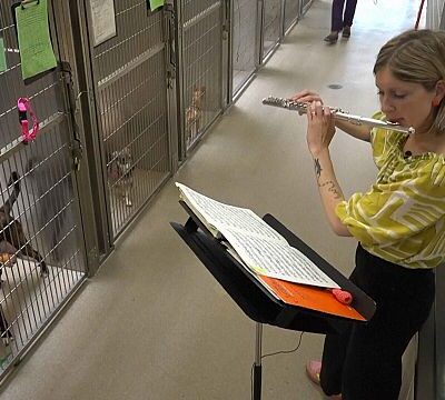 Animal shelters in the US use live music to soothe anxious pets