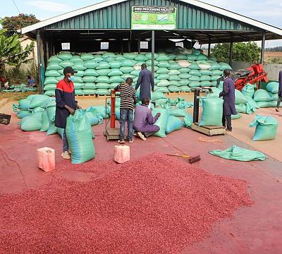Empowering youth in agriculture could boost global economy, FAO report says