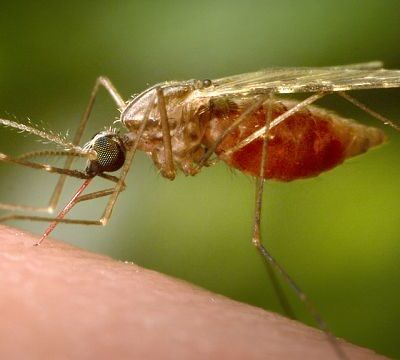 China scrambles to contain Chikungunya outbreak