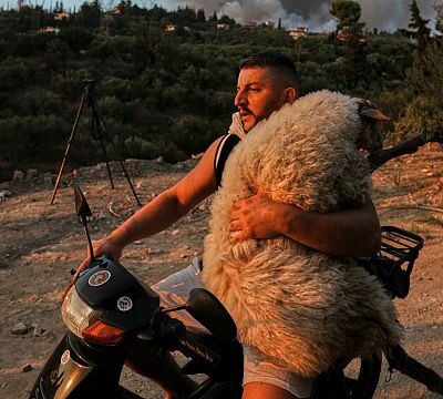Animals carried to safety as wildfires sweep Greece