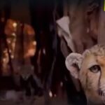 Cheetah cubs destined for illegal wildlife trade rescued in Somaliland