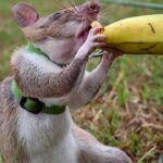 Non-profit APOPO trains rats for lifesaving missions in Tanzania