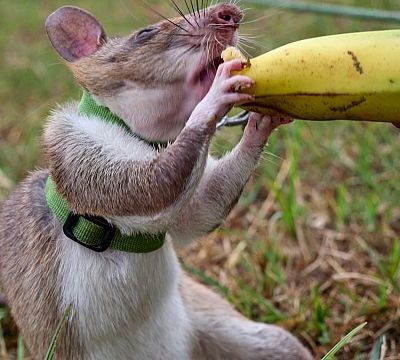 Non-profit APOPO trains rats for lifesaving missions in Tanzania