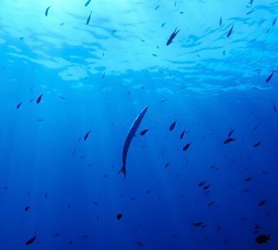 Nations ratify world’s first treaty to protect international waters