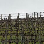 How a South African vineyard is making better wine thanks to cattle and ducks