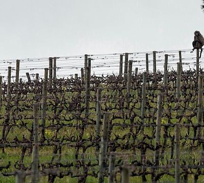 How a South African vineyard is making better wine thanks to cattle and ducks