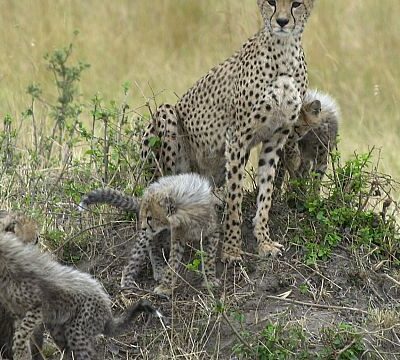 Somaliland: eleven cheetah cubs rescued from illegal trade in exotic pets