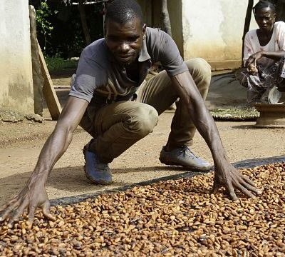 Ivory Coast sets new cocoa price ahead of upcoming elections