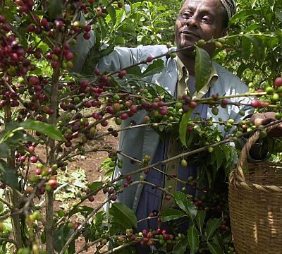 Ethiopian coffee exports earn more than $500 million in just two months