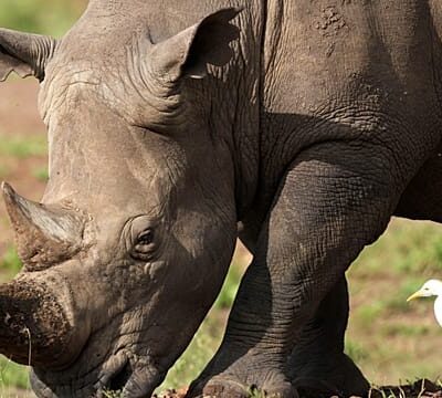 Ears ‘notched’ in drive to boost Kenya’s Rhino population