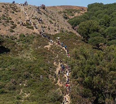 Rare bird species thrives in Morocco after succesful breeding program