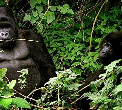 Rare gorilla twins born in conflict-hit Virunga National Park in DR Congo
