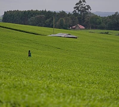Kenyan women’s fight for their land rights after death of husbands