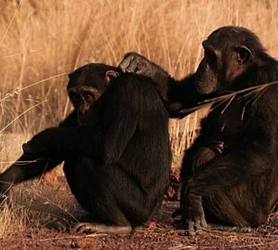 In Senegal, observing chimpanzees saves some from working in the mines