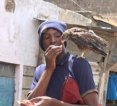 Kenya: the man rescuing wild birds, even without a roof over his head