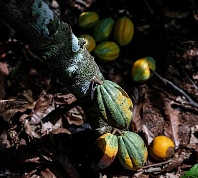 Ivory Coast: Government launches cocoa buyback scheme