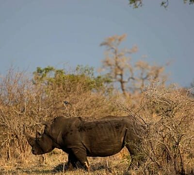 Rhino poaching in South Africa’s Kruger park doubles despite national drop