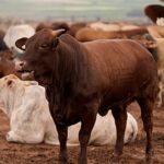 South Africa still battling FMD in cattle, mass vaccination campaign launched