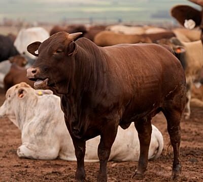 South Africa still battling FMD in cattle, mass vaccination campaign launched