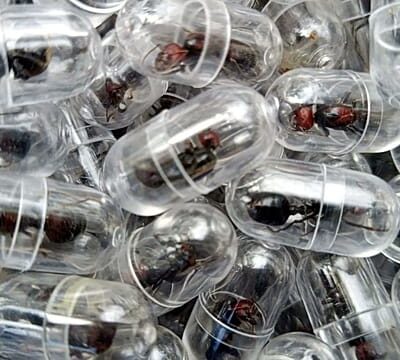 Chinese man arrested in Kenya with 2,000 live queen ants at Nairobi airport