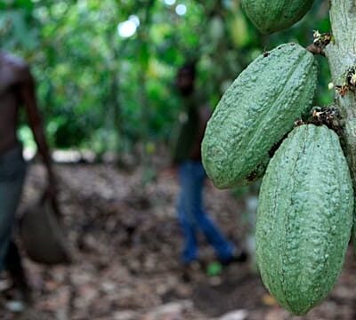 Ivory Coast cocoa producers suffer amid global price fall