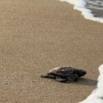 Gabon’s tiny turtles race against extinction as funding for protection dries up