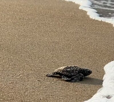 Gabon’s tiny turtles race against extinction as funding for protection dries up