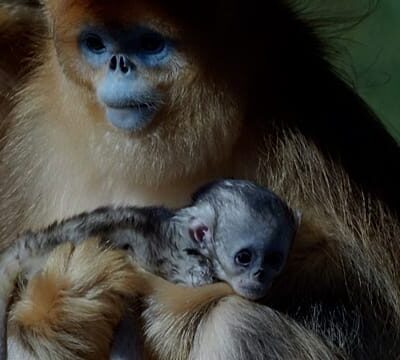 First golden snub‑nosed monkey born outside Asia makes debut at French zoo