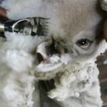 Global mohair supply flourishes in South Africa’s desert